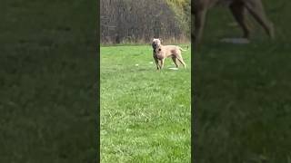 I Spotted A Banned Muzzled XL Bully Today dog xlbully pitbull pets doglover dogowner xlbully [upl. by Ettie]