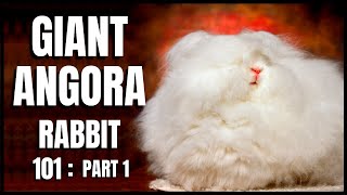 Giant Angora Rabbit 101 Part 1 [upl. by Rojas776]