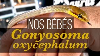 Bébés couleuvres sorties de loeuf  Gonyosoma oxycephalum [upl. by Cheatham]