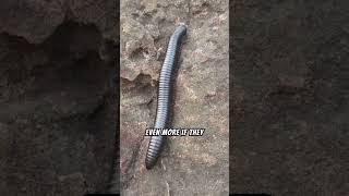 5 MindBlowing Facts About Centipedes That Will Make Your Skin Crawl [upl. by Estus]