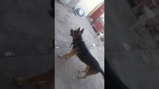 My love German Shepherd my Bodyguard [upl. by Abihsat]