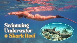 Great Day Underwater Diving  SWIMMING with SHARKS  Boating Video II [upl. by Cob]