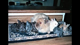 Baby Angora Bunny Rabbits playing indoors [upl. by Cid]