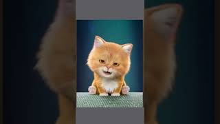 Dancing Cat kitten kitten😻 😸🎤cat cuteanimals funny shortvideo shorts cutepets [upl. by Millur]