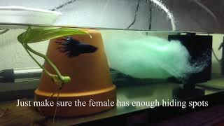 From eggs to fry  black orchid crowntail betta spawn The Betta Vlog 5 [upl. by Eedna]