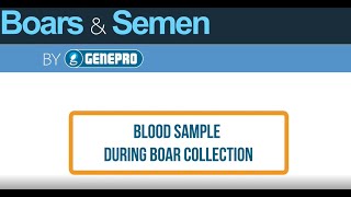 Blood sample during boar collection [upl. by Ottavia]