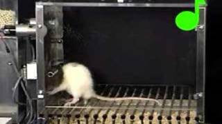 Conditioned suppression of a rats lever pressing [upl. by Uolymme]