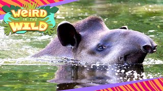 TAPIRS Natures Strange Swimming Submarine  WEIRD IN THE WILD [upl. by Allicsirp654]