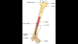 Métabolisme phosphocalcique [upl. by Niwde654]