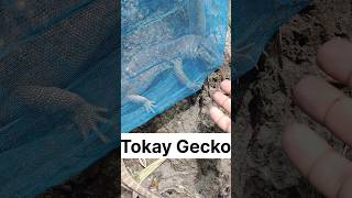 tokay gecko  Kj91vlogs tokaygecko [upl. by Ermengarde]