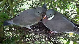 110811 NORFOLK WOOD PIGEON TAKE FLIGHT [upl. by Ardnik]