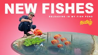 New fish in my fish pond  shark angel jewel fish zebra fish guys purchase started🥳 Ep4 [upl. by Eiclehc]