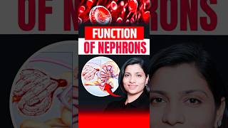 Functions Of Nephrons  NEET Concept neetbiology neet2025 riturattewal nephron [upl. by Myna]