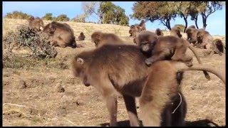 The Gelada Mountain Monkeys Of Ethiopia [upl. by Eelsha]