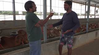 Gir Cow Farm Shed Construction in Details Best Gir Cow Farm Farmer [upl. by Ricki]