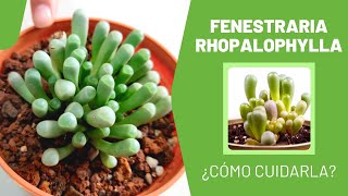 FENESTRARIA RHOPALOPHYLLA  quotSuculenta Ventanaquot 🤗🌿 [upl. by Pier]