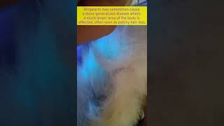 Woods Lamp Examination Ringworm in Cats shorts [upl. by Annad]