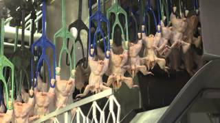 An Inside Look at US Poultry Processing [upl. by Kiah474]