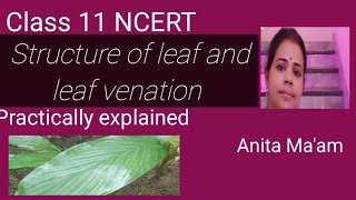 Structure of leaf venation Morphology of flowering plants NEET 2024 CHSE [upl. by Jasmin947]