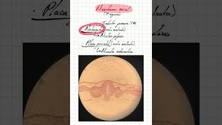 Mesodermo axial [upl. by Stout]