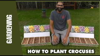 How to Plant Crocuses [upl. by Irroc]