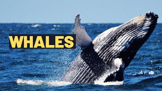 Learn about Whales Fun Facts and Amazing Adventures  Educational Video for Kids [upl. by Virge511]