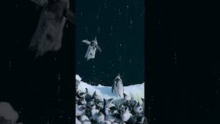 🐧 Baby Penguins Jump Off 50Foot Cliff in Antarctica penguins [upl. by Justicz]