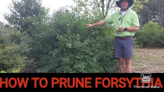 How to prune Forsythia  How to care for Forsythia [upl. by Ashmead]