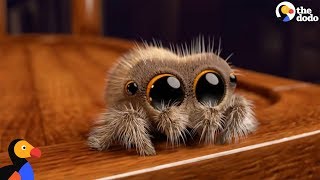 Lucas The Spider Creator Explains How He Makes People Fall In Love With Spiders  The Dodo [upl. by Gayle]