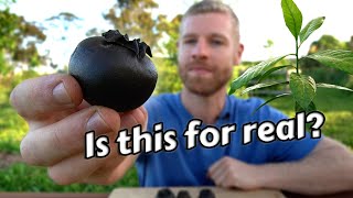 Does This Fruit Really Taste Like Chocolate Pudding Black Sapote Tasting amp Growing [upl. by Asin]