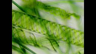 Spirogyra and cyanobacteria under the microscope [upl. by Mathe]