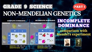 NONMENDELIAN GENETICS INCOMPLETE DOMINANCE  GRADE 9 SCIENCE  BIOLOGY [upl. by Ynez]