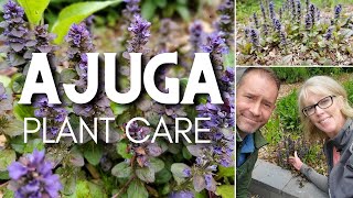 💜 Ajuga Plant Care  Ajuga reptans 💜 [upl. by Atnomed]