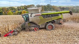 Claas Lexion 8900 mit Geringhoff Horizon Star II bei der Maisernte 2024  Corn Harvest 24 [upl. by Neyuq573]