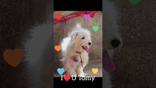 My Pette Tomy I❤U [upl. by Priest]