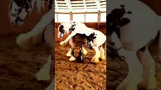 Horse Fight shortsvideo viral viralshorts imrankhan [upl. by Naols]