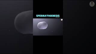 Spermatogenesis  Male reproduction [upl. by Air]