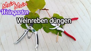 Weinrebe düngen Frühjahr Sommer Herbst NPK Mineraldünger [upl. by Corneille]