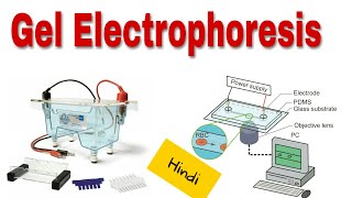 Gel Electrophoresis in Hindi [upl. by Ailido]