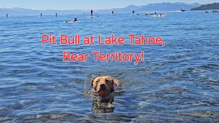 Pit Bull at Lake Tahoe Bear Territory MayDay Dog [upl. by Nodnek851]