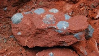 43 fossilized dinosaur eggs found [upl. by Howe]