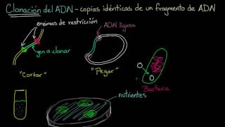 Clonación de ADN y ADN recombinante  Biología  Khan Academy en Español [upl. by Renick]