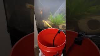 36 Gallon Bow Front Aquarium Update Water Changes 💧 [upl. by Barrett]