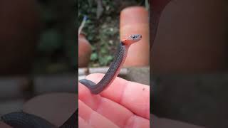 a young rednaped snake poses for me [upl. by Infield]