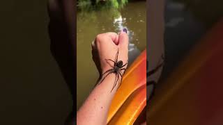 Swimming Spider [upl. by Burne]