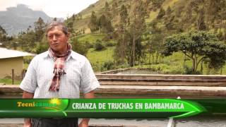 Crianza de Truchas en Bambamarca [upl. by Pederson79]