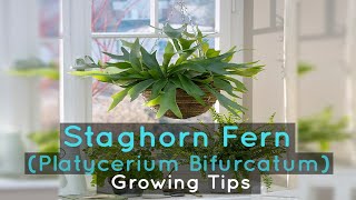 Staghorn Fern Platycerium Bifurcatum Growing Tips [upl. by Deloris]