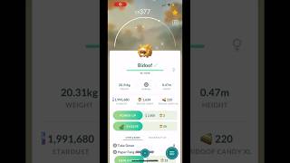 Evolving BIDOOF SHINY to BIBAREL SHINY  Pokémon Go [upl. by Gillan]