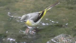 Grey Wagtail  Motacilla cinerea  British Birds UK [upl. by Larochelle]