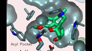 Acetylcholinesterase A gorgeous enzyme [upl. by Perlis364]